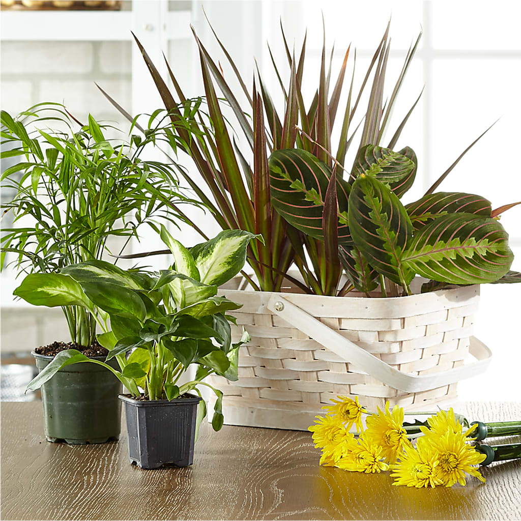 Florist Designed Blooming and Green Plants in a Basket – Allure Floral Boutique, Wickliffe OH