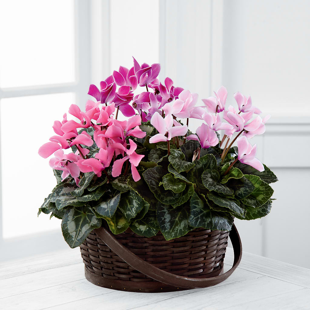 Mixed Cyclamen Planter – Allure Floral Boutique, Wickliffe OH