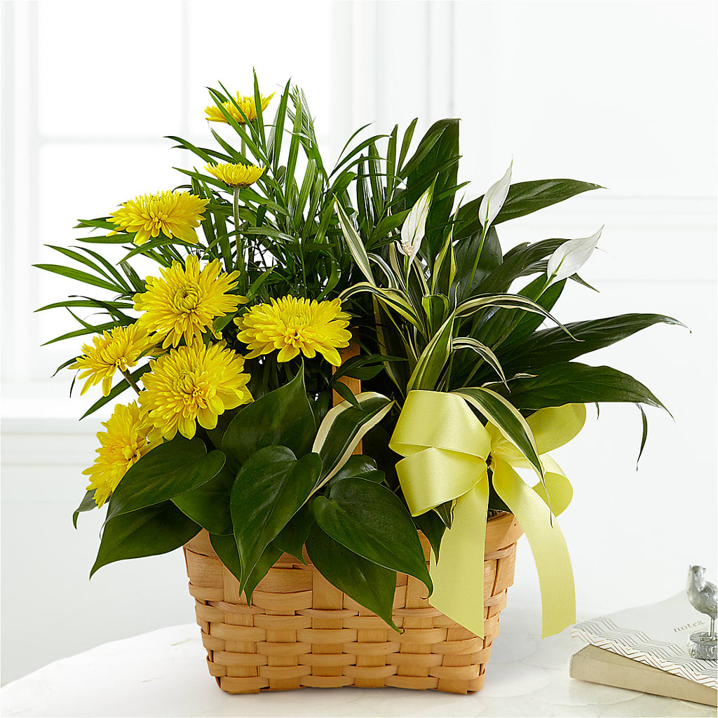 Loving Light Dishgarden – Allure Floral Boutique, Wickliffe OH