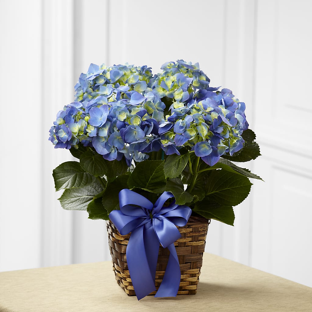 Blue Hydrangea Planter – Allure Floral Boutique, Wickliffe OH