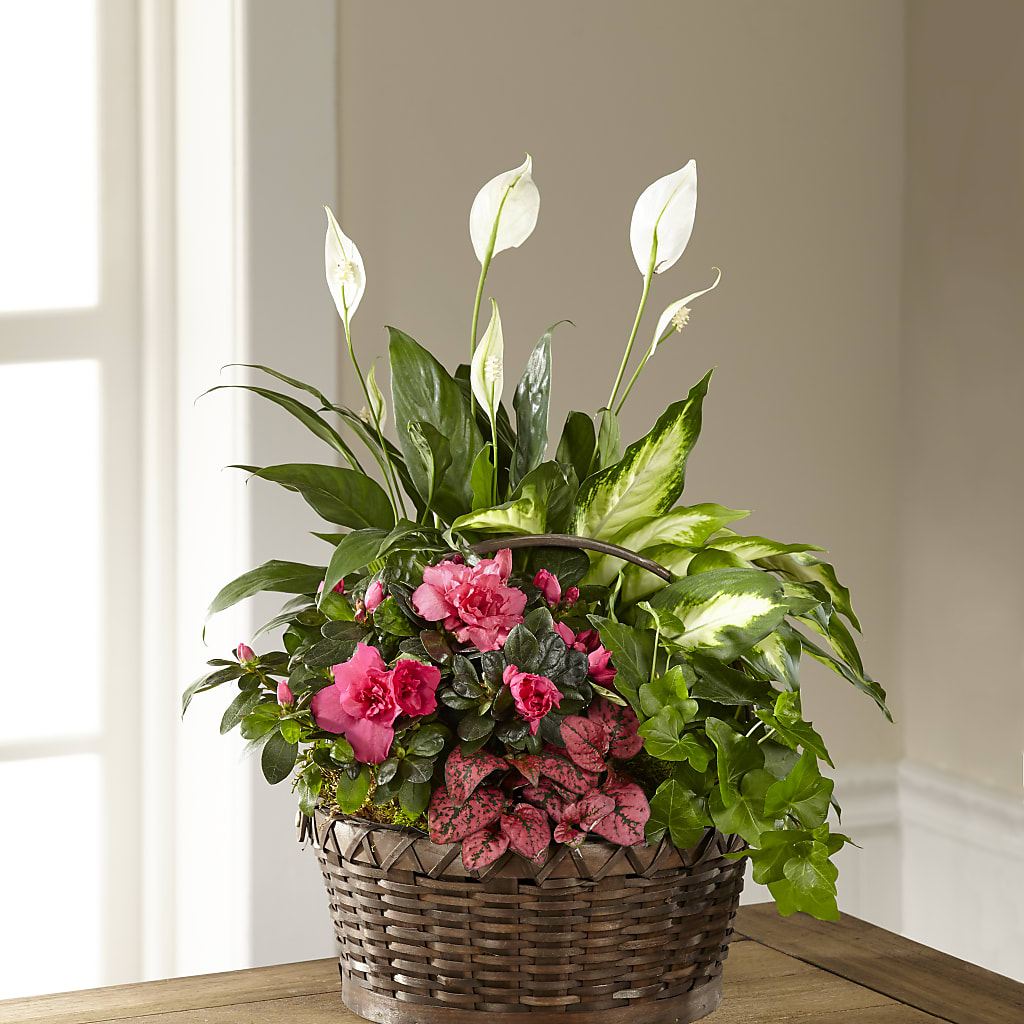 Dream in Pink Dishgarden – Allure Floral Boutique, Wickliffe OH