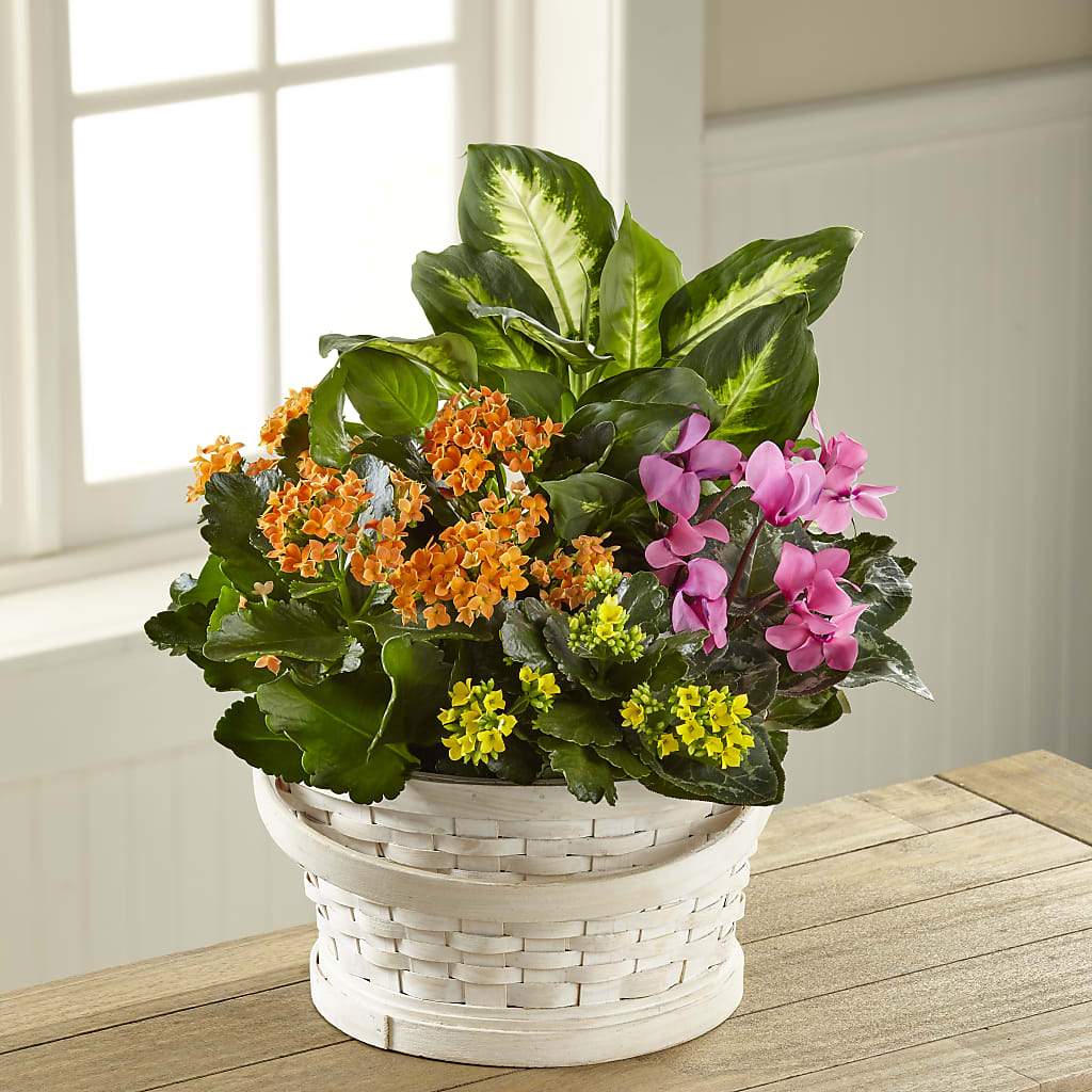 Color Crush Dishgarden – Allure Floral Boutique, Wickliffe OH