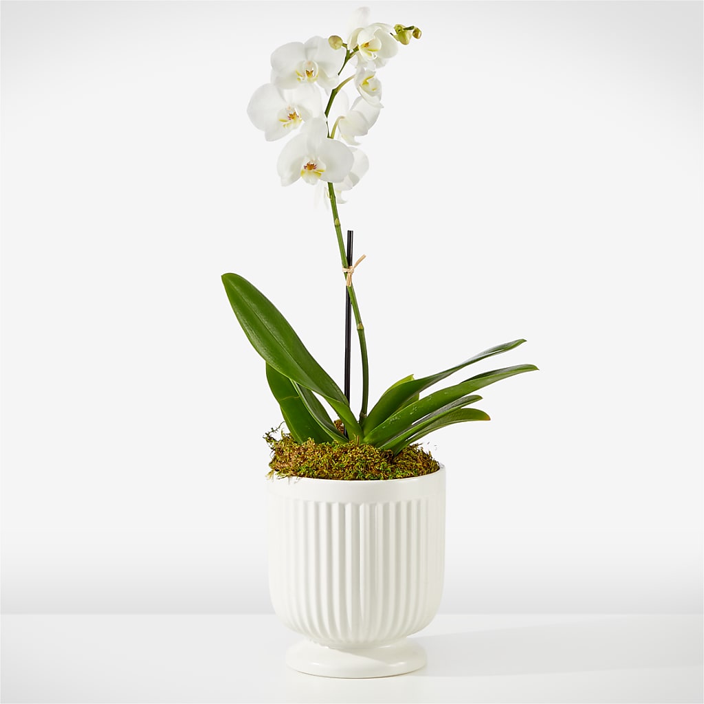 Whispering White Orchid – Allure Floral Boutique, Wickliffe OH