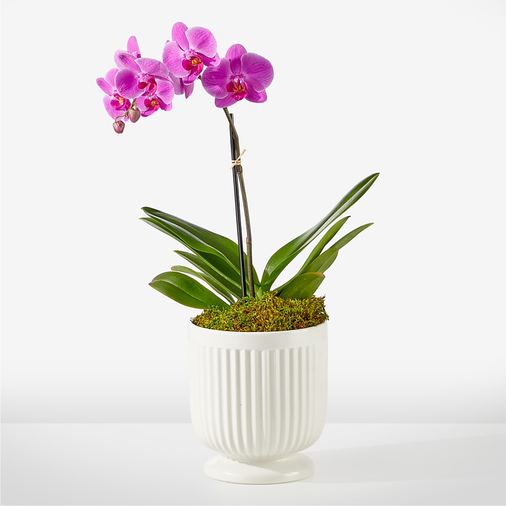 Friendly Fuchsia Orchid – Allure Floral Boutique, Wickliffe OH