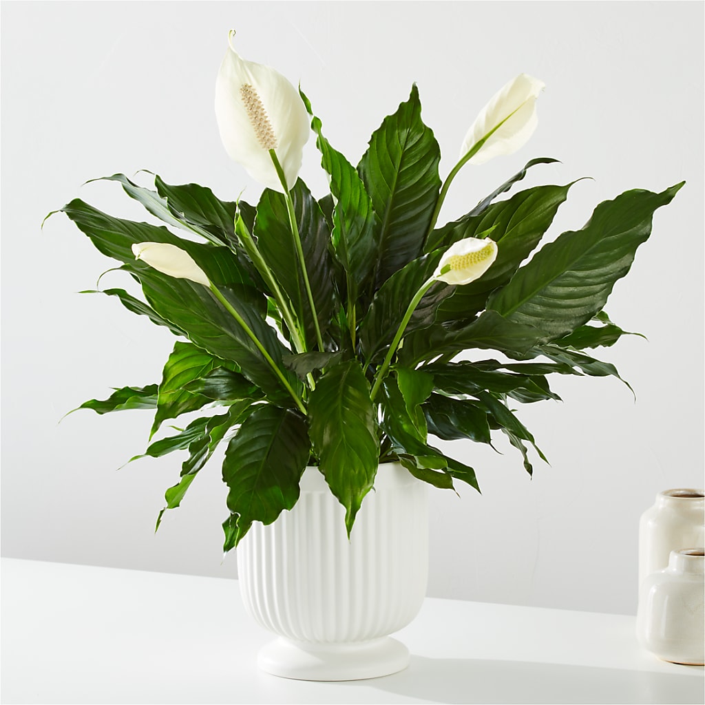 Comfort Planter – Allure Floral Boutique, Wickliffe OH