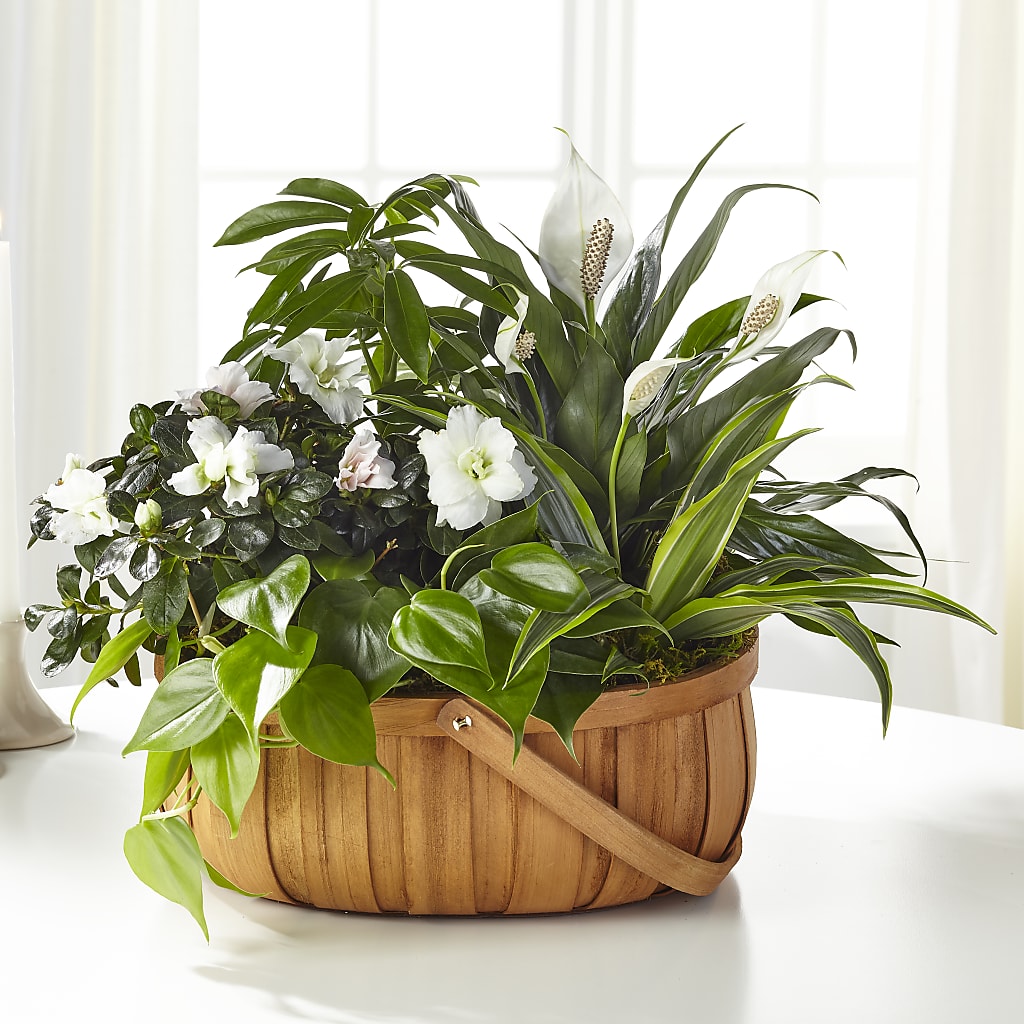 Serene Dishgarden – Allure Floral Boutique, Wickliffe OH