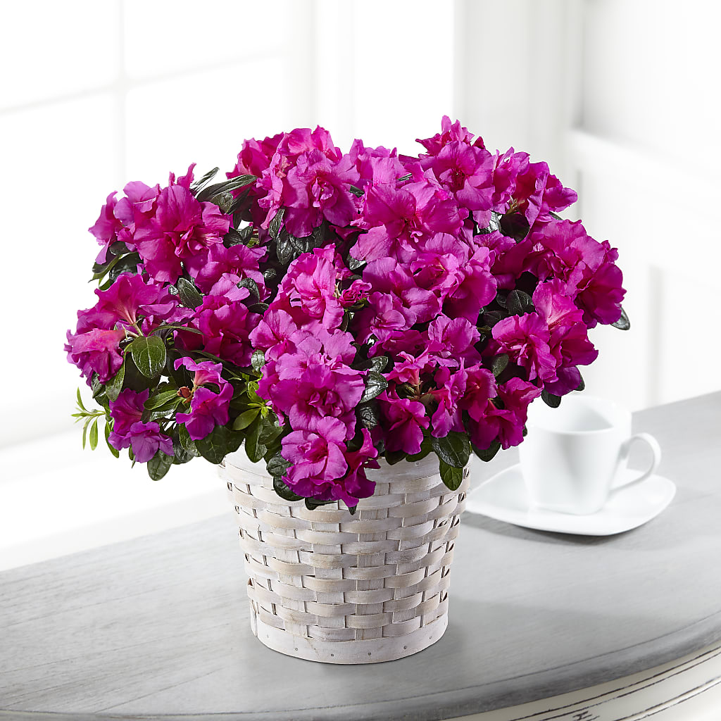 Hope & Serenity Azalea Plant – Allure Floral Boutique, Wickliffe OH