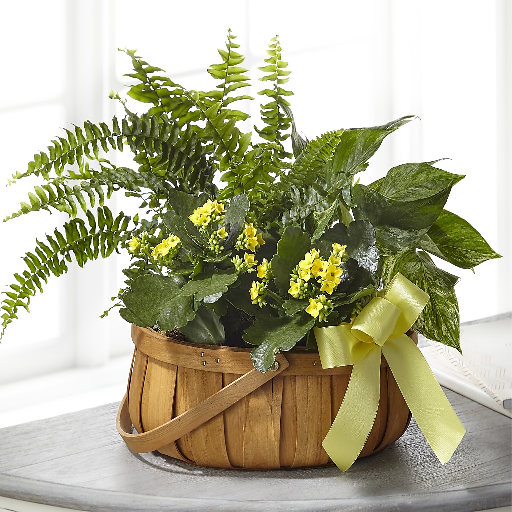 Always Dear Dishgarden – Allure Floral Boutique, Wickliffe OH
