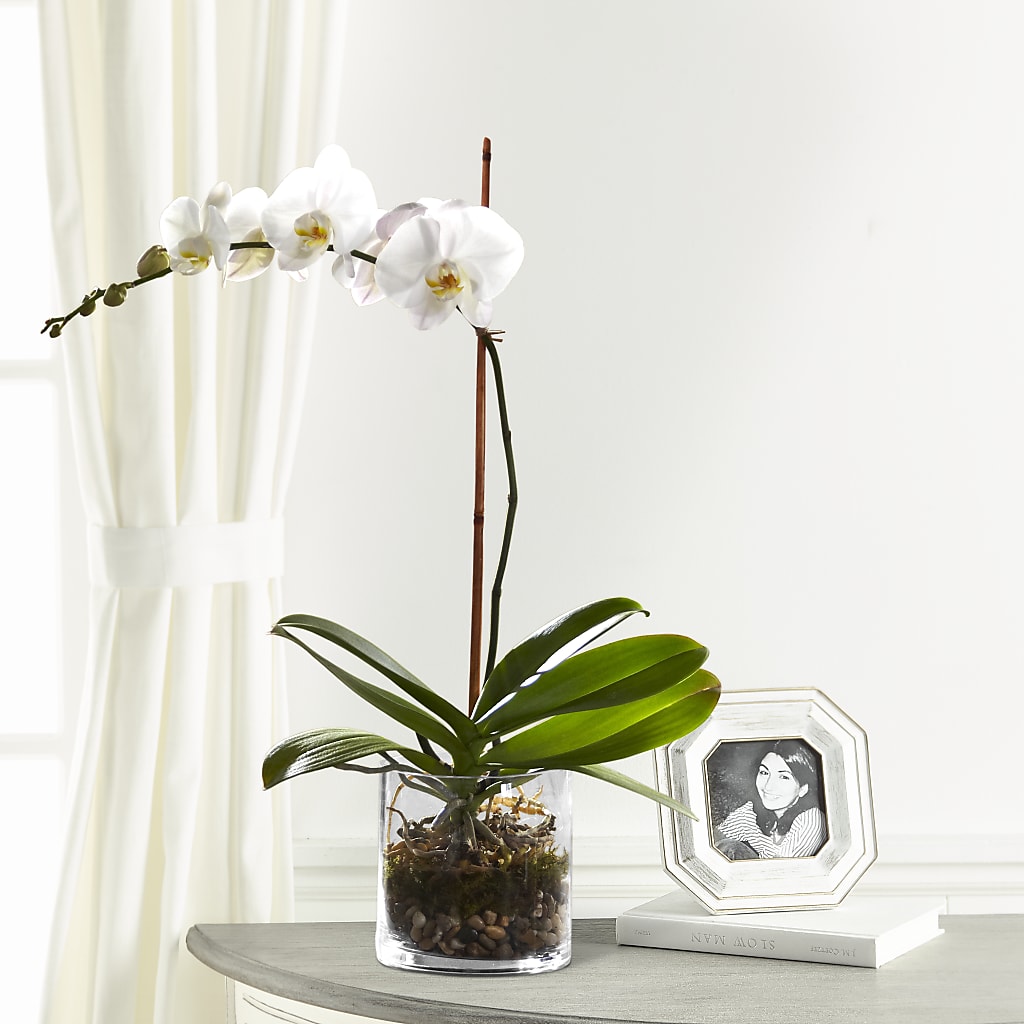 White Orchid Planter – Allure Floral Boutique, Wickliffe OH