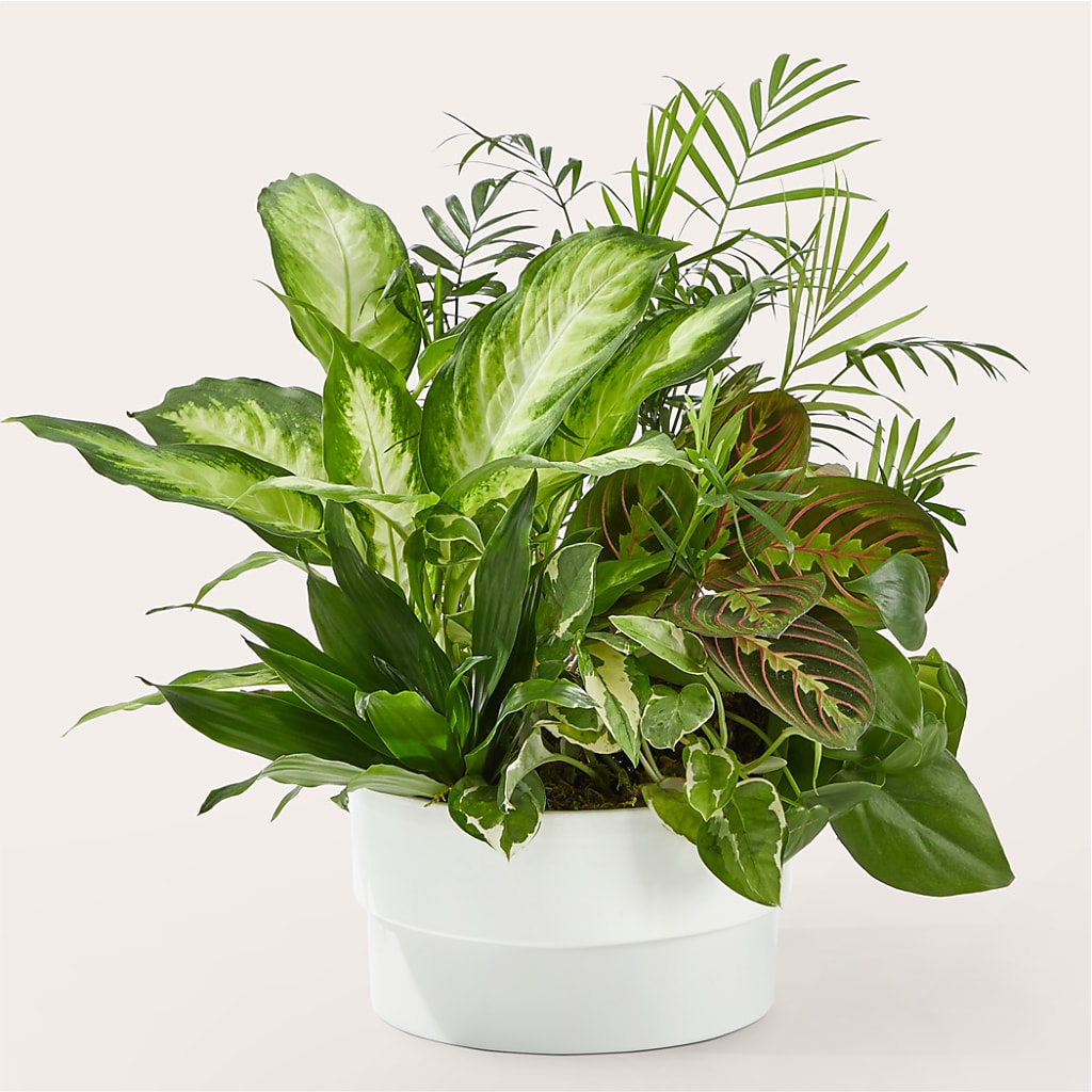 Radiating Positivity Dishgarden – Allure Floral Boutique, Wickliffe OH