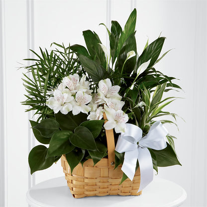 Peace & Serenity Dishgarden –  Allure Floral Boutique, Wickliffe OH
