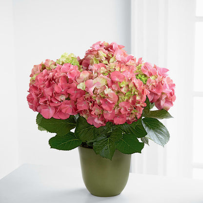 Pink Hydrangea Planter –  Allure Floral Boutique, Wickliffe OH