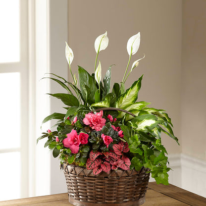Dream in Pink Dishgarden –  Allure Floral Boutique, Wickliffe OH