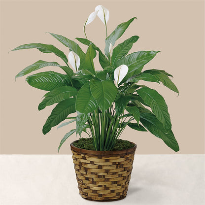Tranquil Moments Peace Lily Plant –  Allure Floral Boutique, Wickliffe OH