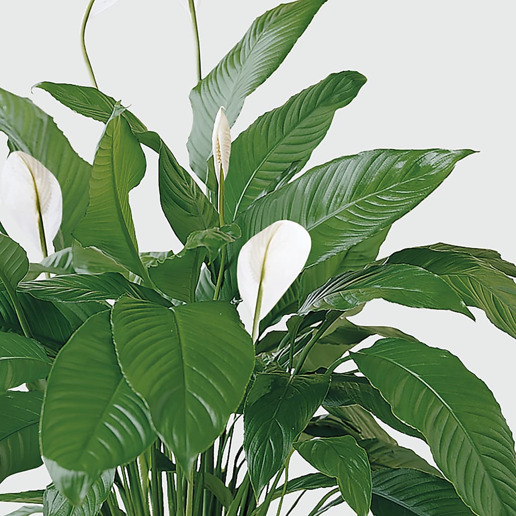 Tranquil Moments Peace Lily Plant –  Allure Floral Boutique, Wickliffe OH