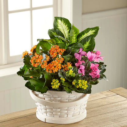 Color Crush Dishgarden –  Allure Floral Boutique, Wickliffe OH