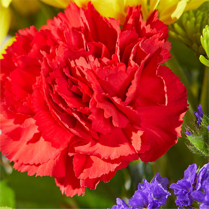 Brighter Days Bouquet –  Allure Floral Boutique, Wickliffe OH