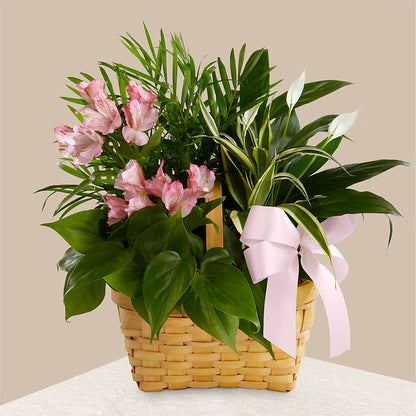 Living Spirit Dishgarden –  Allure Floral Boutique, Wickliffe OH