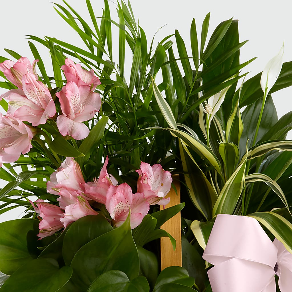 Living Spirit Dishgarden –  Allure Floral Boutique, Wickliffe OH