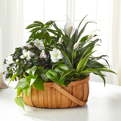 Serene Dishgarden –  Allure Floral Boutique, Wickliffe OH