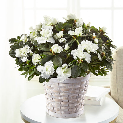 White Azalea Plant –  Allure Floral Boutique, Wickliffe OH