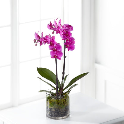 Pink Orchid Plant –  Allure Floral Boutique, Wickliffe OH