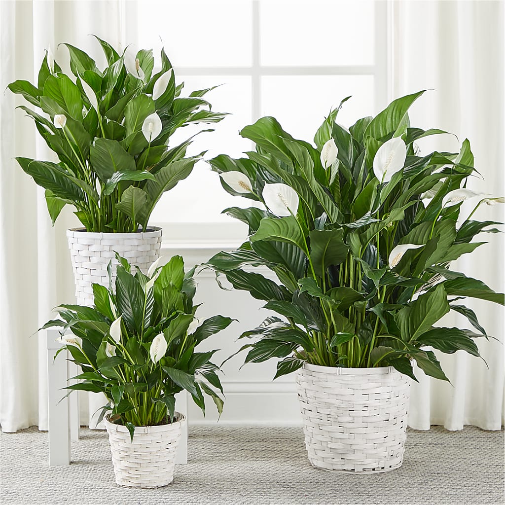 A New Leaf Peace Lily –  Allure Floral Boutique, Wickliffe OH