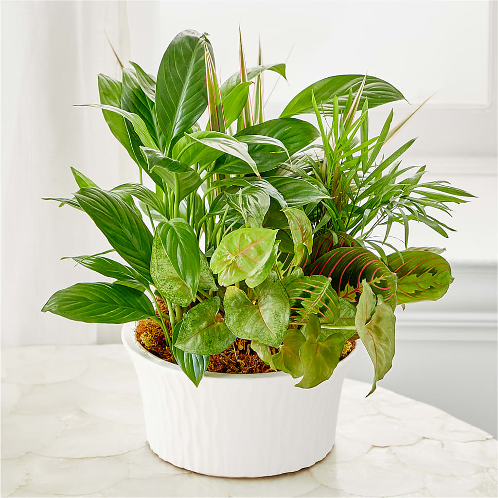 Balance & Harmony Dishgarden –  Allure Floral Boutique, Wickliffe OH