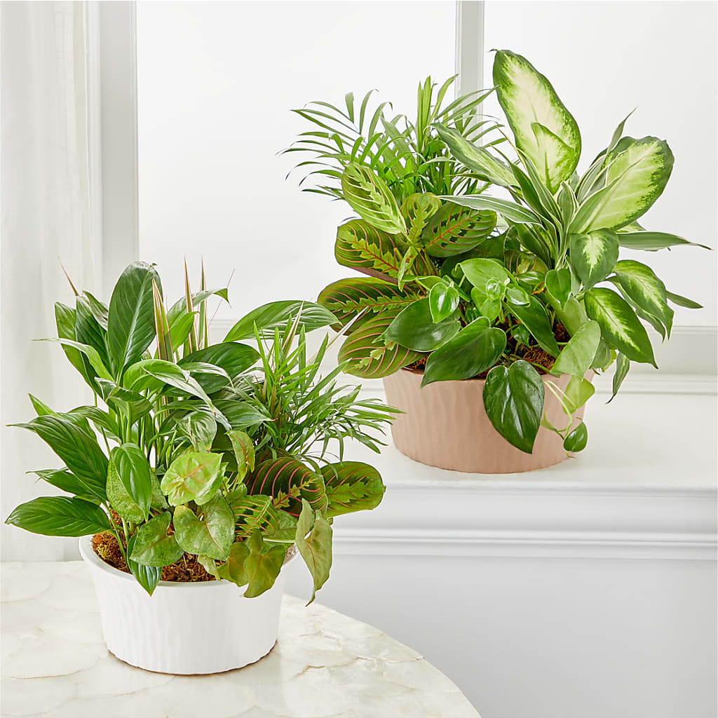 Balance & Harmony Dishgarden –  Allure Floral Boutique, Wickliffe OH