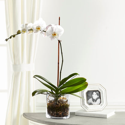 White Orchid Planter –  Allure Floral Boutique, Wickliffe OH